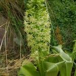 Eucomis pallidiflora Flower