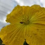 Luffa cylindrica Flower