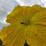 Luffa cylindrica Flor