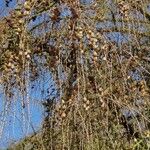 Larix decidua Fruit