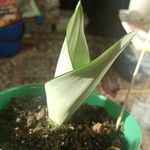 Sansevieria masoniana Leaf