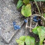 Cocculus orbiculatus Fruit