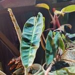 Philodendron billietiae Yaprak