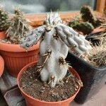 Cylindropuntia imbricata Blatt