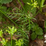 Conopodium majus Foglia