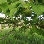 Prunus armeniaca Fruto