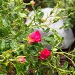 Rosa pendulinaFlor