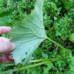 Adenostyles alliariae Leaf