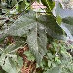 Gossypium barbadense Leaf