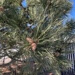 Pinus nigra Habit