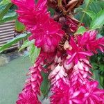 Alpinia purpurata Flower