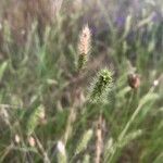 Cynosurus echinatus Fula