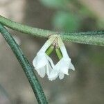 Afropectinariella subulata