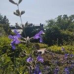 Salvia interrupta Flor