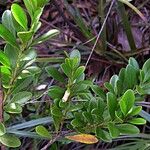 Planchonella ericiflora Tervik taim