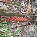 Heliconia vellerigera Flor