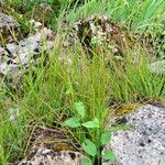 Carex nigra Hábito