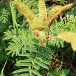 Mimosa pigra 果