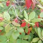 Arbutus menziesii Leaf