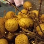 Dimocarpus longan Frucht