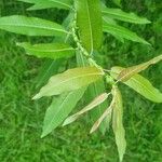 Salix eriocephala Leaf