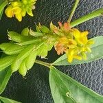 Crotalaria pycnostachya Fruit