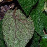 Begonia lacunosa Leaf