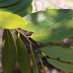 Diospyros batocana Leaf