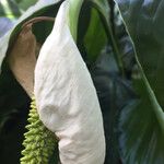 Spathiphyllum wallisii Blüte