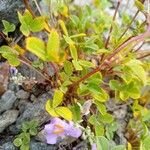 Trifolium pallescens 葉