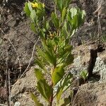 Chrysanthemoides monilifera Blüte