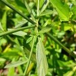 Verbena litoralis Leaf