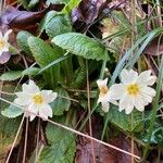 Primula vulgarisFloare