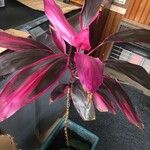 Cordyline fruticosaLeaf