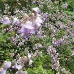 Jovellana violacea Цветок