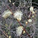 Salix atrocinerea Flower