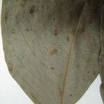 Macrolobium bifolium Máis