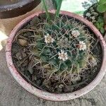 Mammillaria winteraeപുഷ്പം