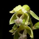 Epipactis bugacensis Anders