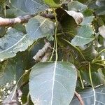 Populus nigra Φύλλο