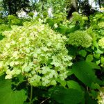 Hydrangea arborescens Kvet