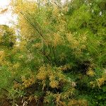 Tamarix chinensis موطن