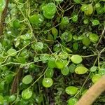 Peperomia rotundifolia Lapas