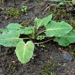 Rumex pulcher Likasa