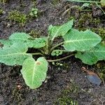 Rumex pulcher Leaf