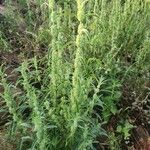Meiosperma bracteatum Συνήθη χαρακτηριστικά