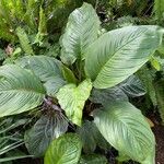 Tacca chantrieri Habit