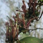 Tapinanthus globiferus Blomma