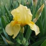 Iris variegata Cvet