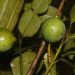 Calophyllum brasiliense Fruto